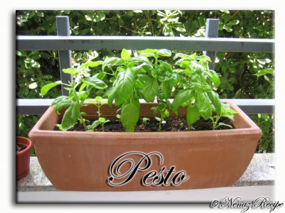 pesto_1 pesto_1